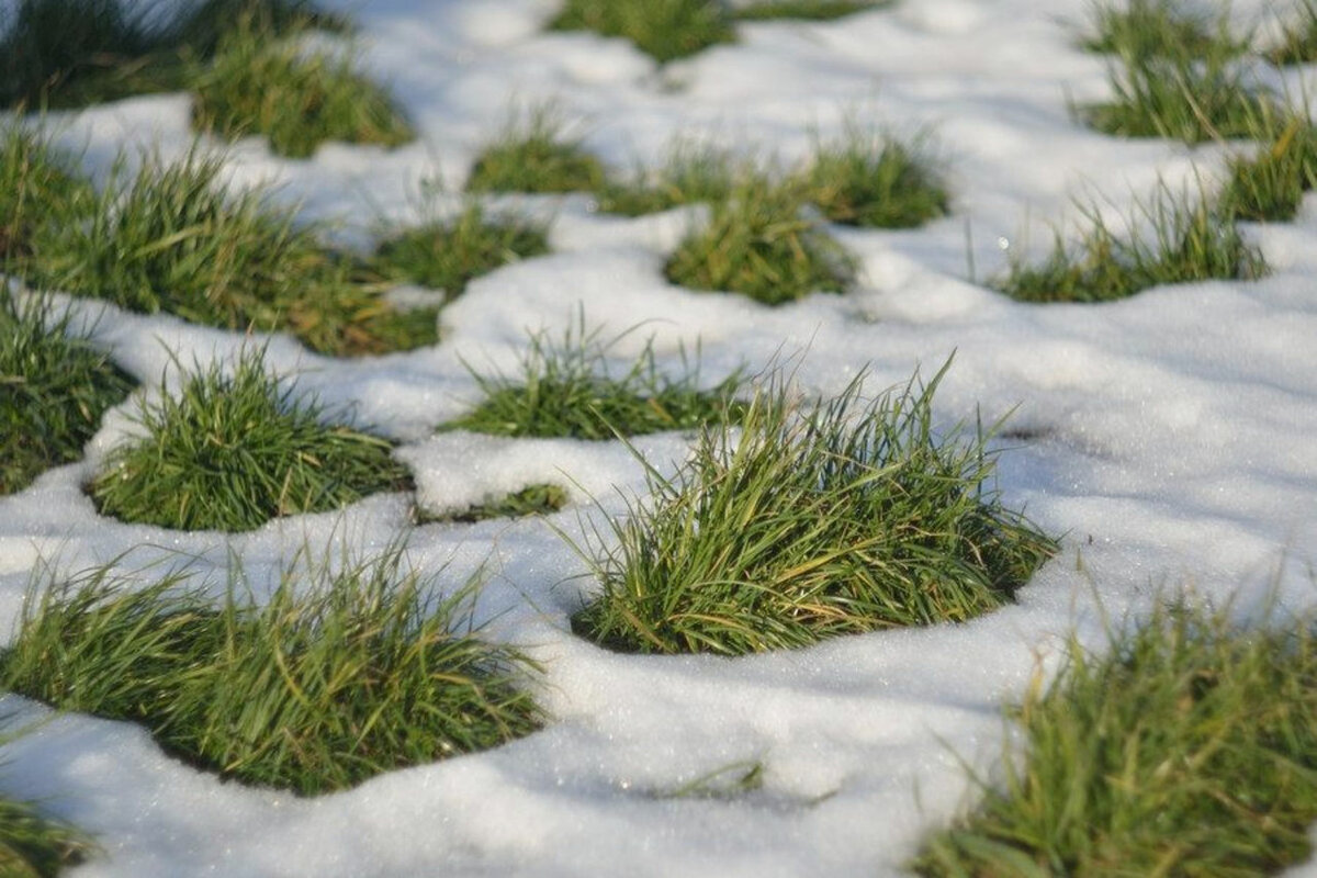 Уход за газоном осенью – подготовка к зиме: подкормка, удобрения, стрижка, полив – 4 сезона огородника